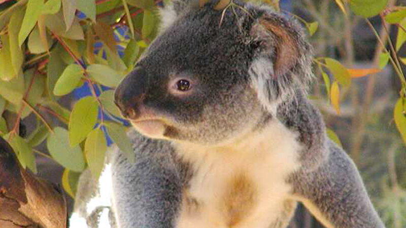 Koala in Tree — Gray, Calm, Photograph, Leaves