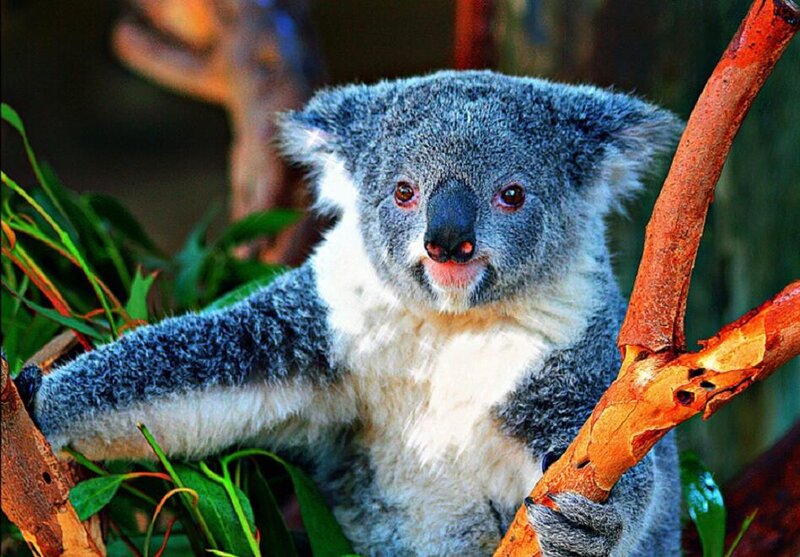 Koala in Tree — Gray, Calm, Photograph