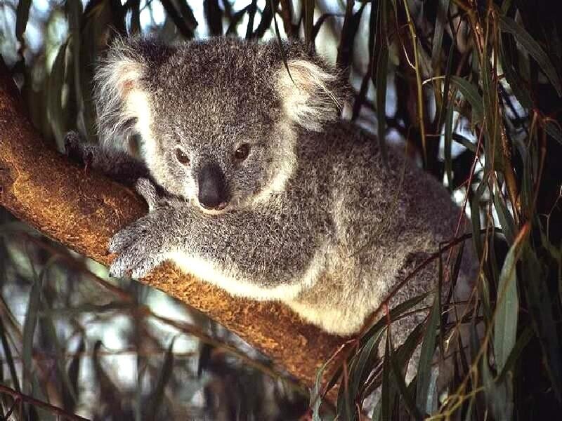 Koala in Tree — Gray, Calm
