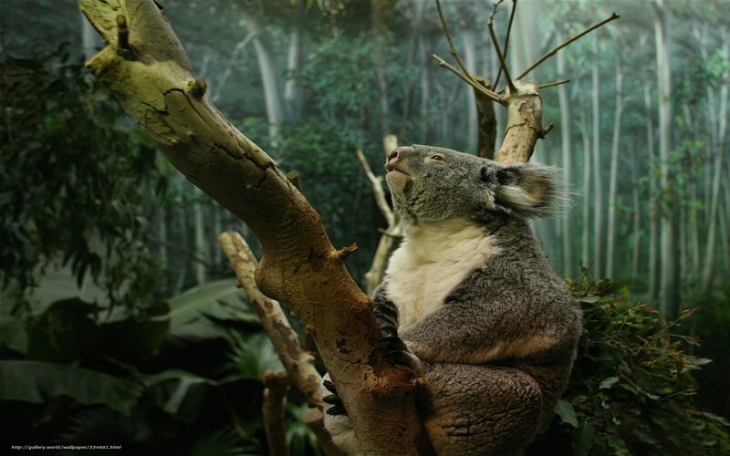 Koala in Tree — Gray, Serene, Photograph
