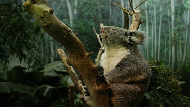 Koala in Tree — Gray, Serene