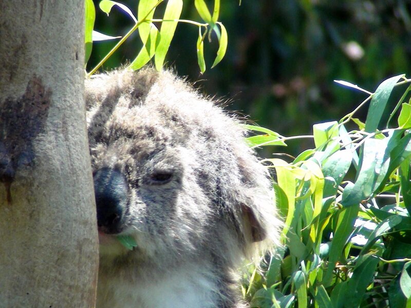 Koala in Tree — Green, Calm