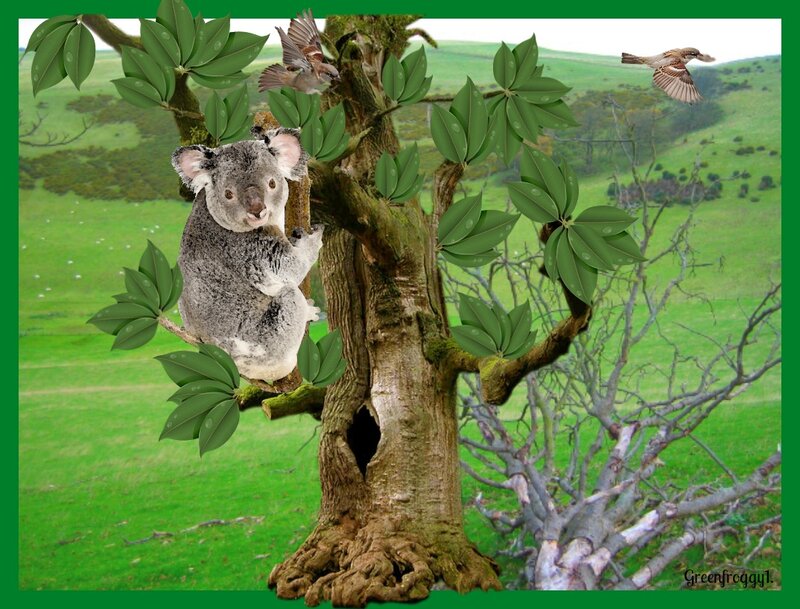 Koala in Tree — Green, Serene, Afternoon