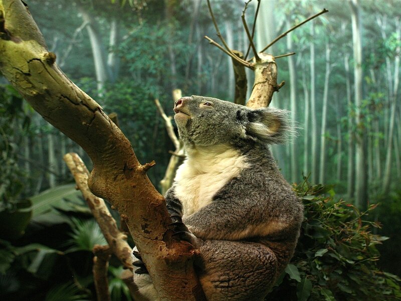 Koala in Tree — Green, Serene