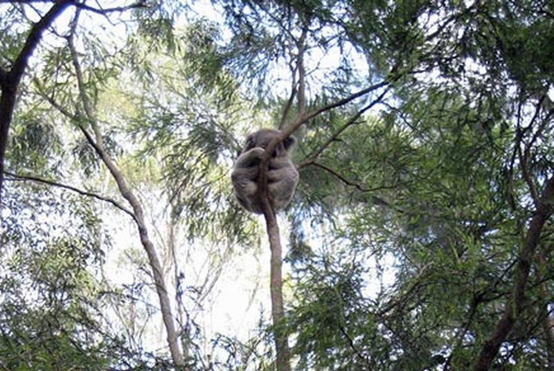 Koala in Tree — Green