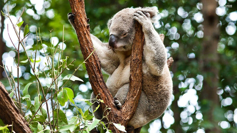 koala in tree