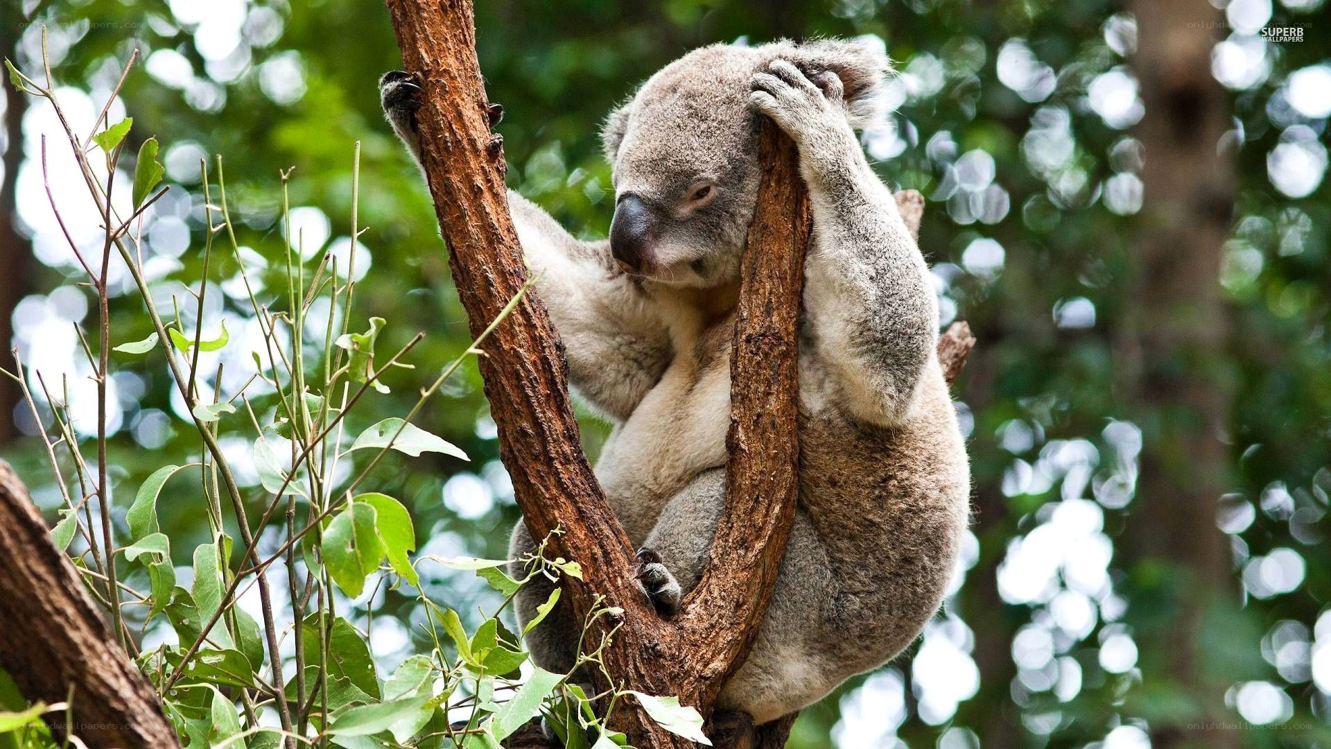 koala in tree