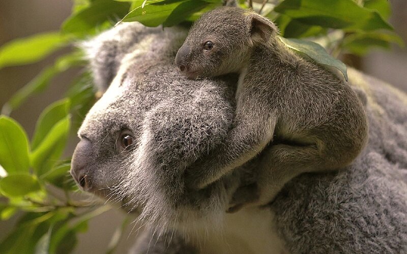 Koala Joey on Mother