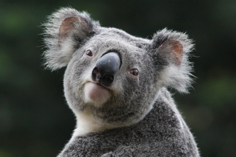 Koala Looking Up