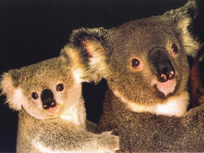 Koala mother and baby