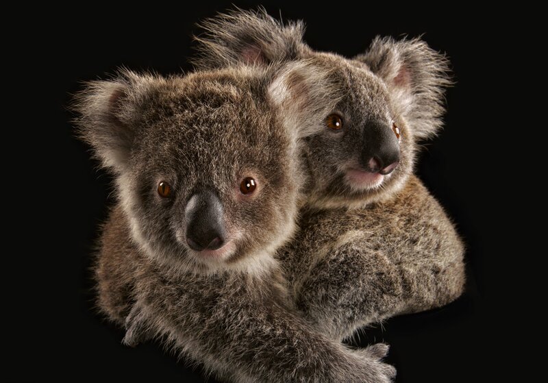 Koala Mother and Baby — Gray, Calm