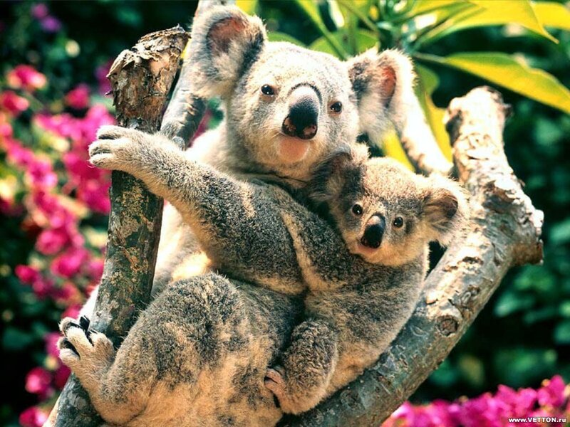 Koala mother and baby in tree