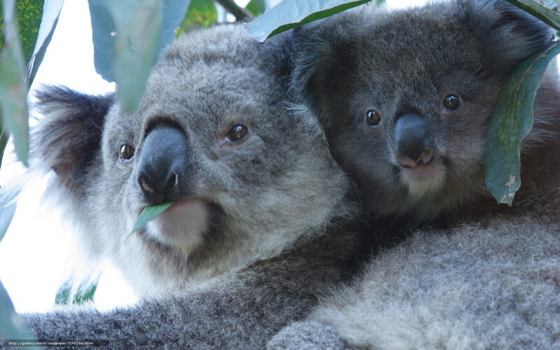 koala mother and baby