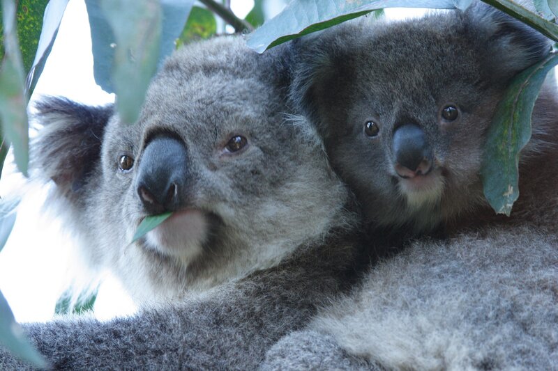 Koala Mother and Joey — Gray, Calm, Afternoon, Photograph, Eucalyptus Leaves