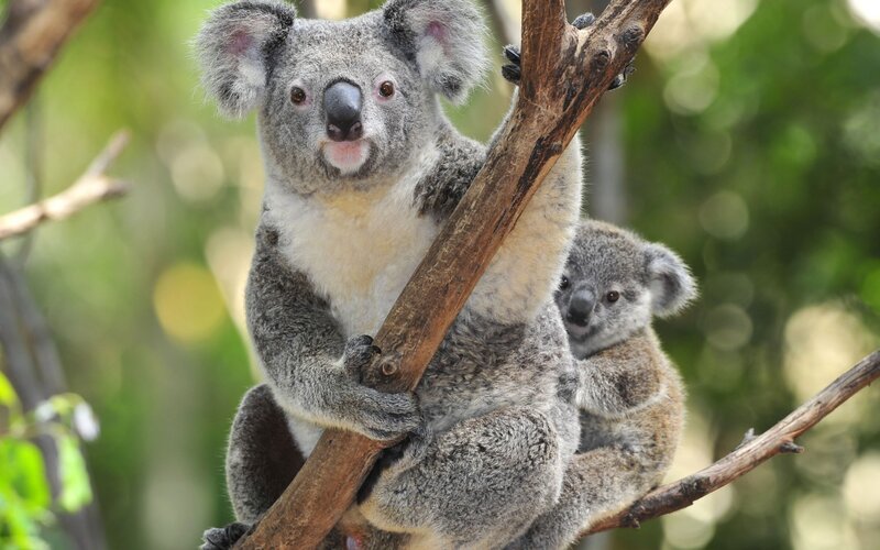 Koala Mother and Joey — Gray, Calm, Afternoon, Photograph