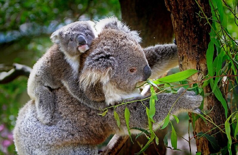 Koala Mother and Joey — Gray, Calm, Afternoon, Photograph, Tree