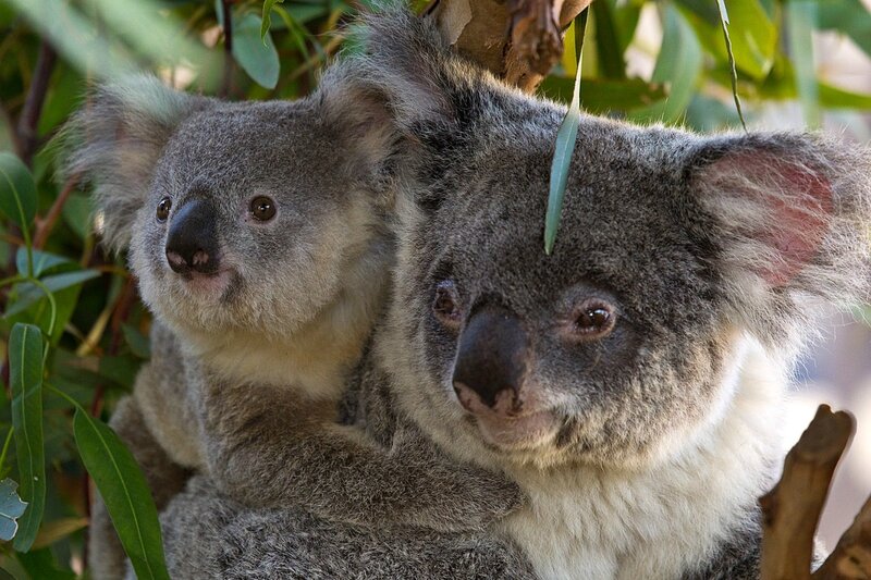 Koala Mother and Joey — Gray, Calm, Afternoon