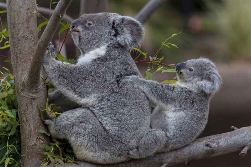 Koala Mother and Joey — Gray, Calm, Photograph, Tree, Leaves