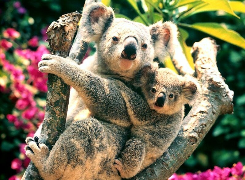 Koala Mother and Joey — Gray, Calm