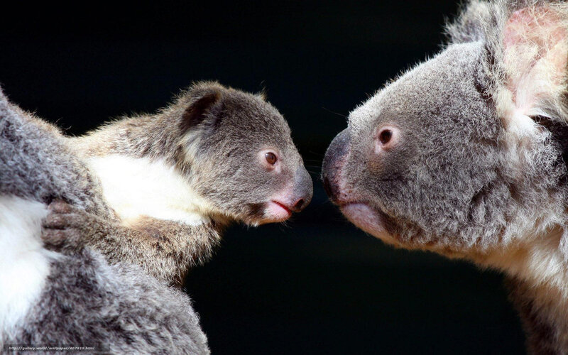 Koala Mother and Joey — Gray, Intimate, Photograph