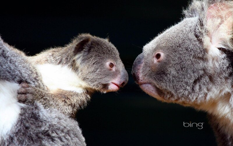 Koala Mother and Joey — Gray, Intimate