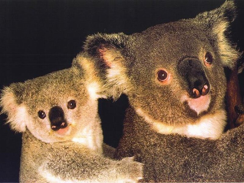 Koala Mother and Joey — Gray