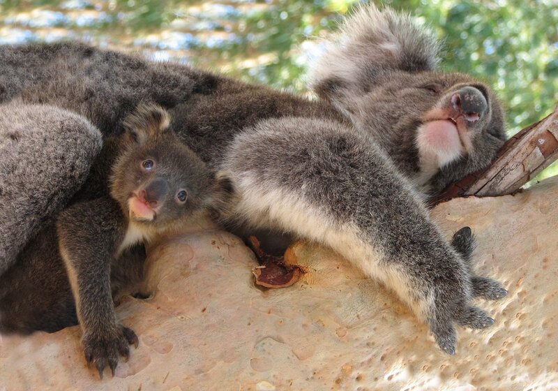 Koala mother and joey resting