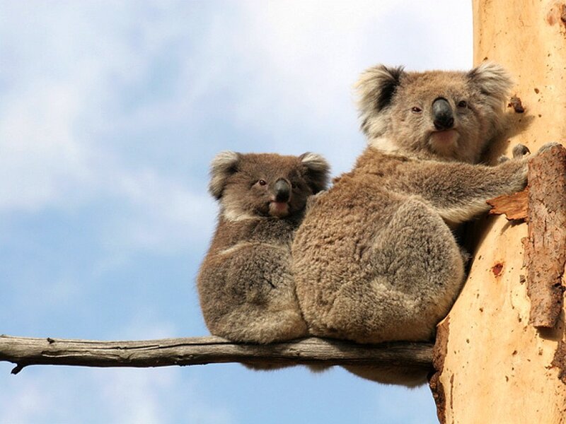 Koala Mother and Joey