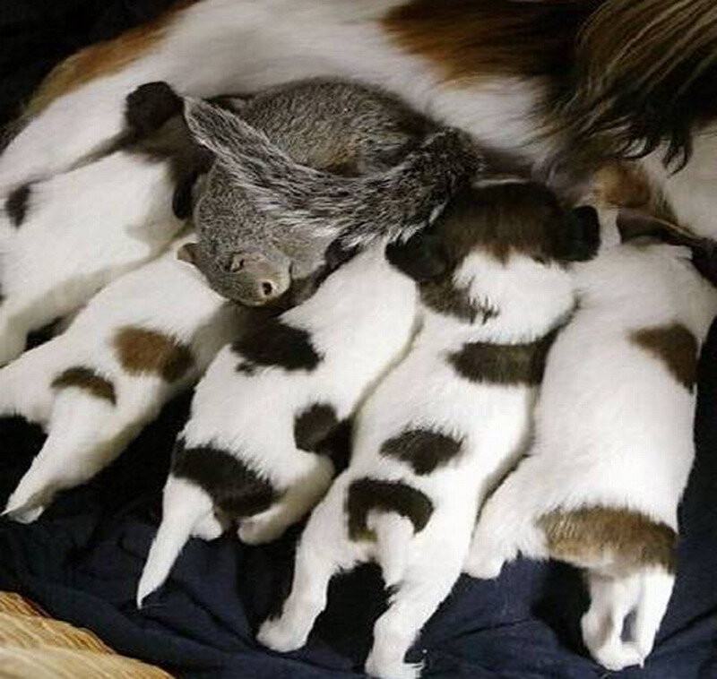 Koala Nursing Puppies