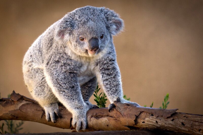 Koala on a Branch — Gray, Calm, Photograph