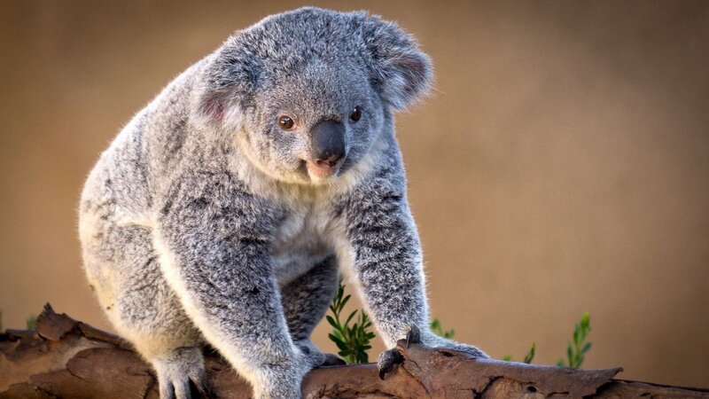 Koala on a Branch — Gray, Calm