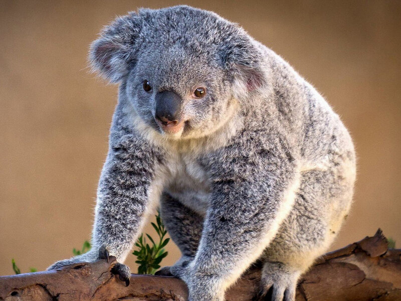 Koala on a Branch — Gray