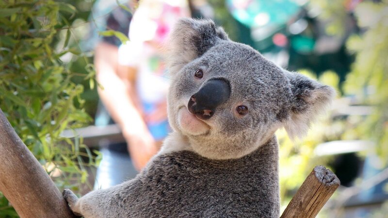 koala on a branch