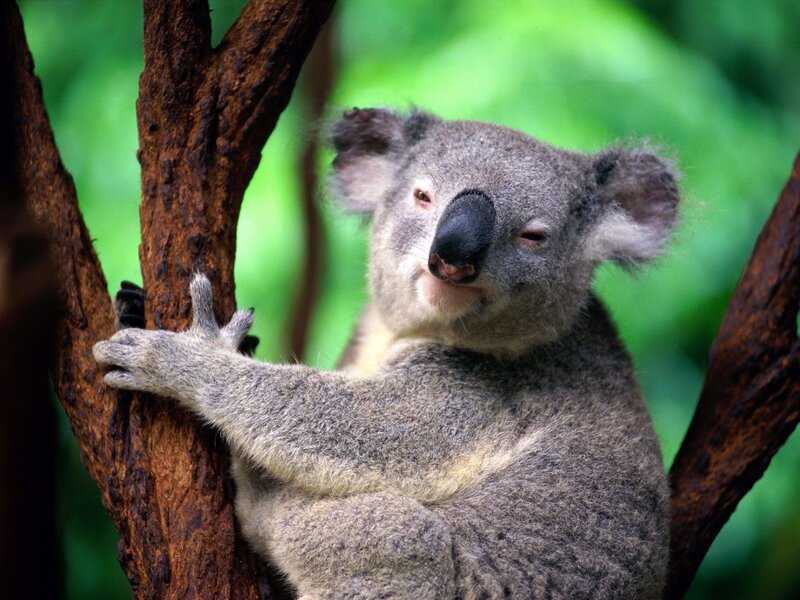 koala on a tree branch
