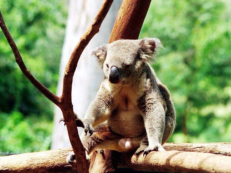 Koala on a tree branch