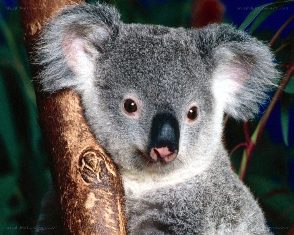 koala on a tree branch