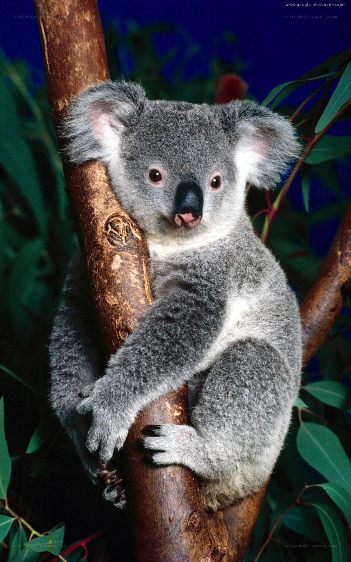 koala on a tree branch