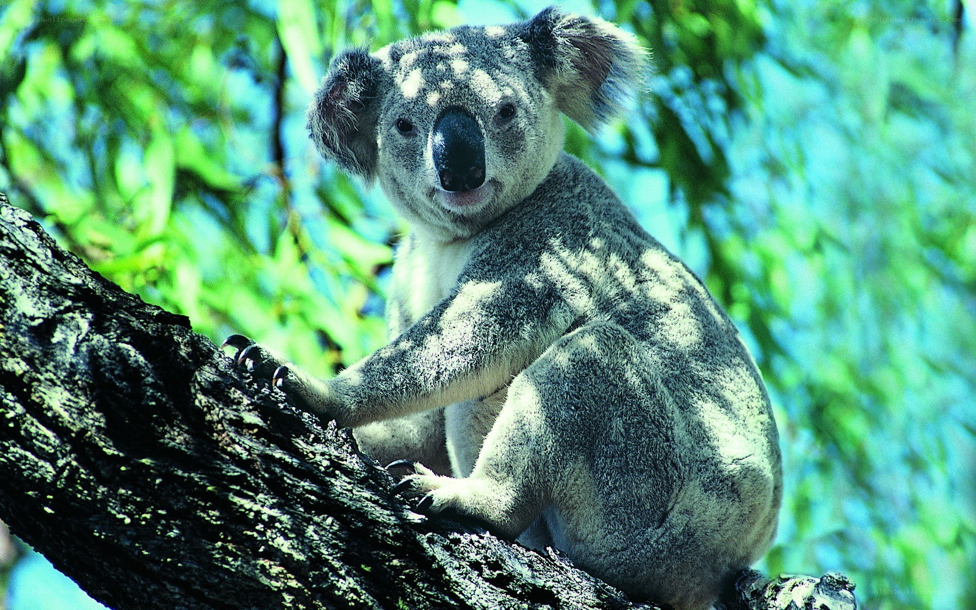 Koala on a tree branch