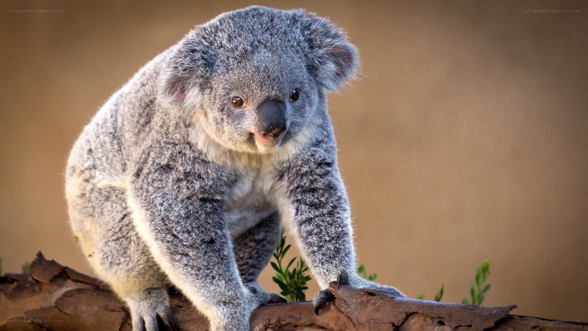 koala on a tree branch