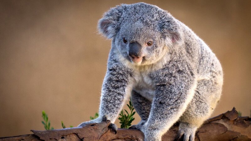 koala on a tree branch