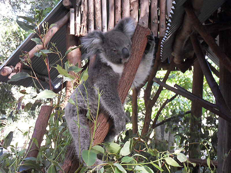 Koala on a Tree Branch — Gray, Calm