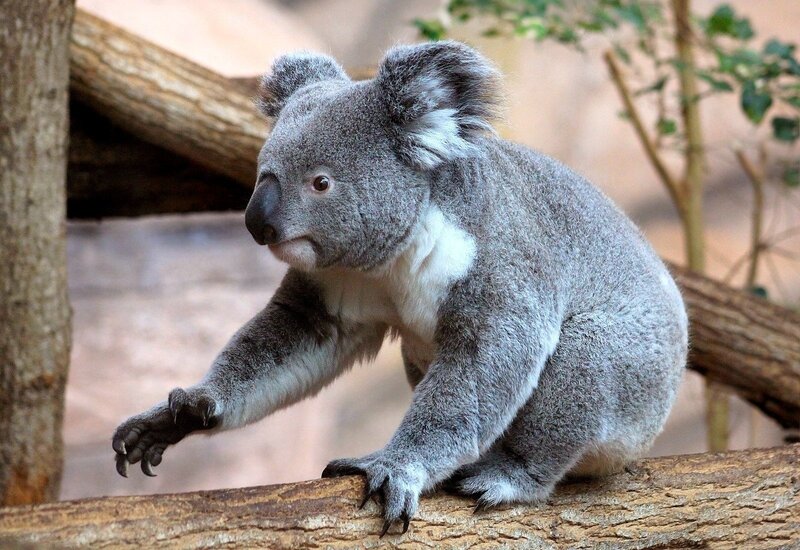 Koala on a Tree Branch — Gray