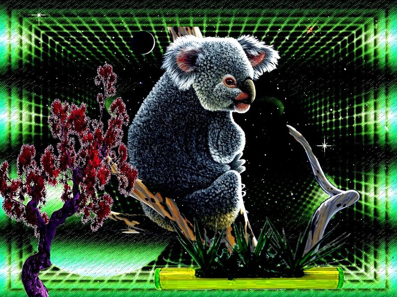 Koala on Branch