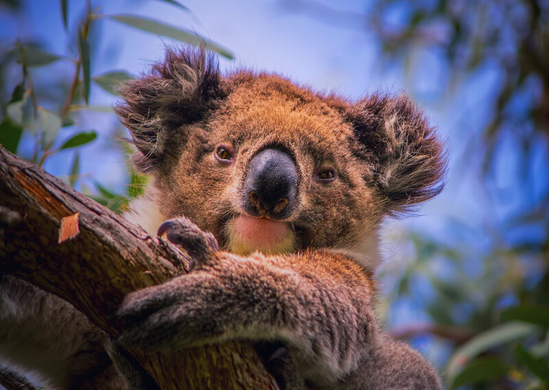 Koala on Tree Branch — Brown, Calm, Afternoon, Photograph
