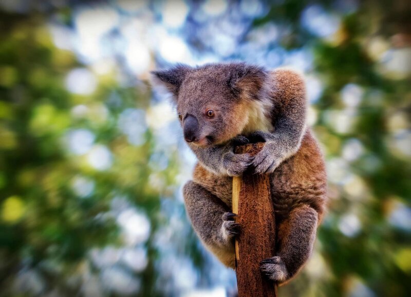 Koala on Tree Branch — Brown, Calm, Afternoon
