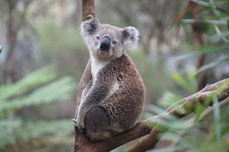 Koala on Tree Branch — Brown, Calm