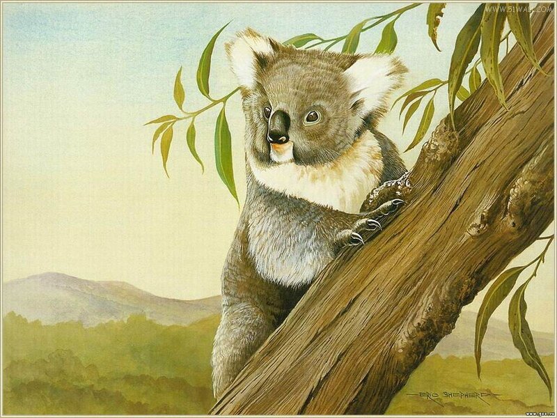 Koala on Tree Branch — Brown