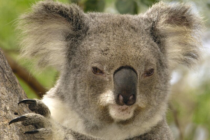 Koala on Tree Branch — Calm