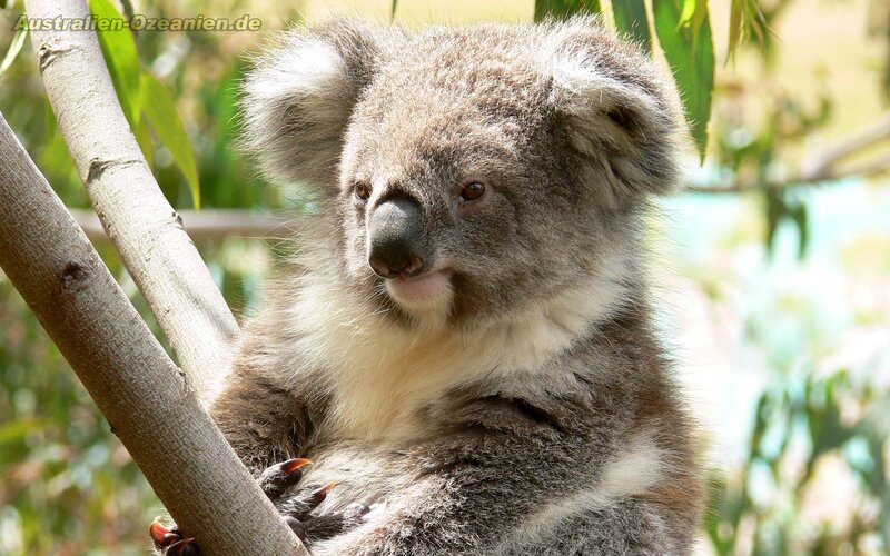 Koala on Tree Branch — Gray, Calm, Afternoon, Photograph
