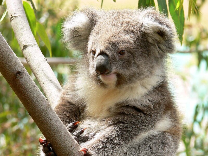 Koala on Tree Branch — Gray, Calm, Afternoon, Photograph, Tree Branch, Leaves